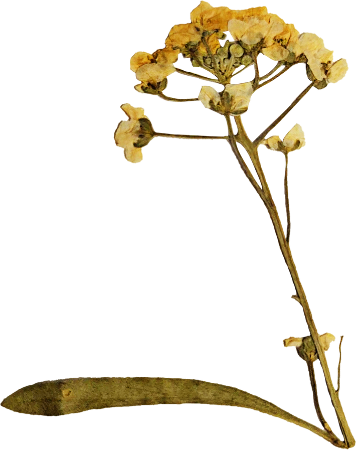 Yellow Pressed Flowers