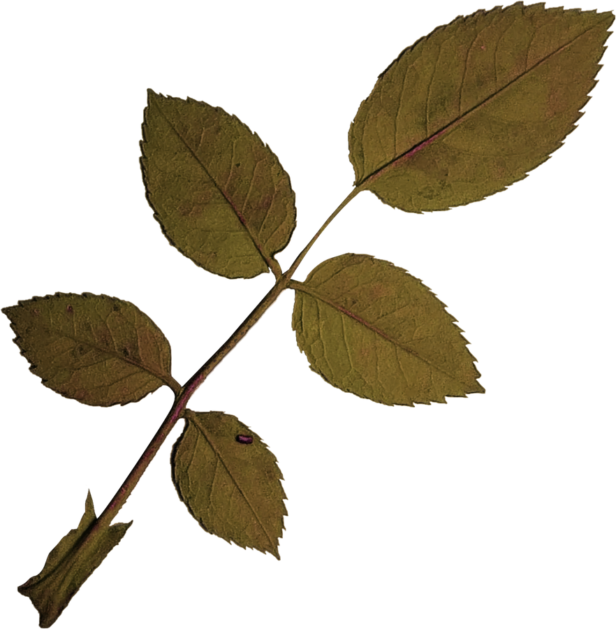 Dried and Pressed Leaves